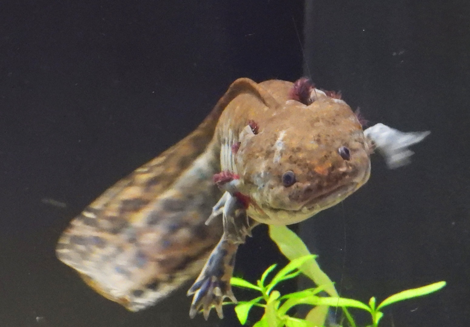 Filme von Ambystoma Andersoni bei Eva, Bild 1