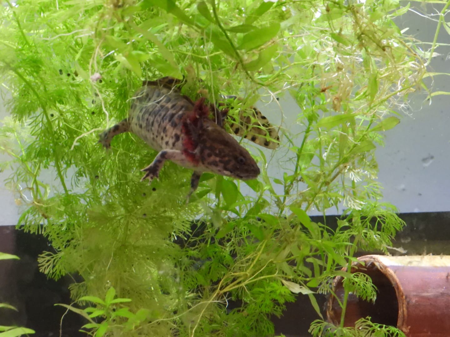Querzahnbmolch / Ambystoma Andersoni, Bild 3